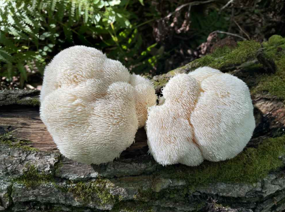 Lion’s Mane champignon